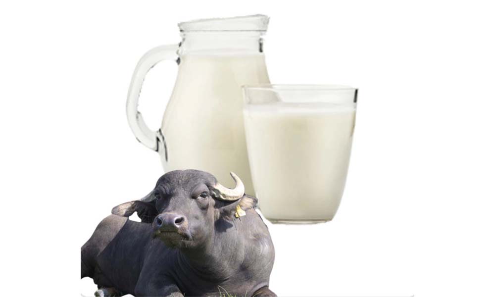Fresh pure buffalo milk